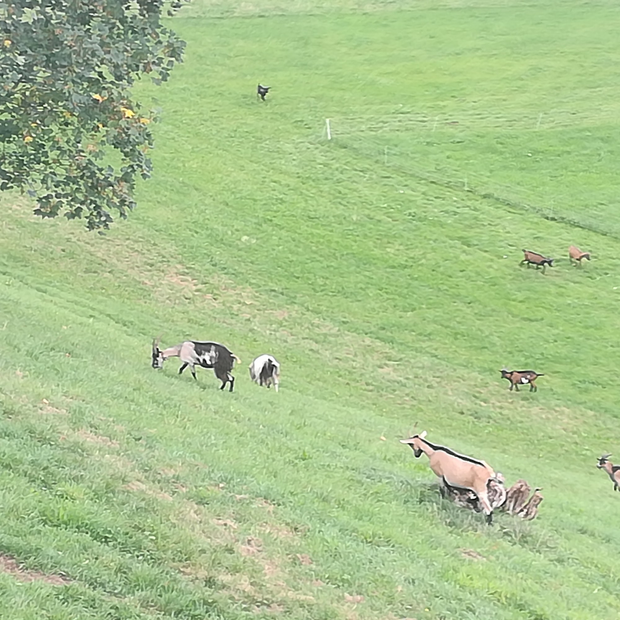 auch die Tiere fühlen sich am Berg wohl